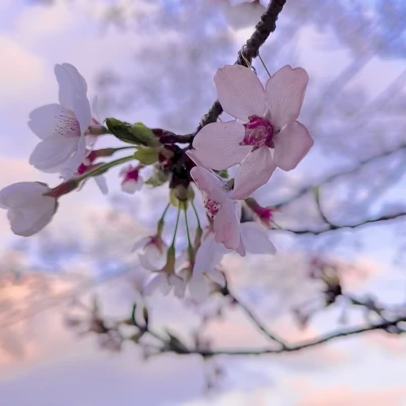 桜の一輪咲き14kgfピアス,イヤリング,Sakura,Cherry blossoms, Dried flower Earrings,No.186 - 耳环/耳夹 - 植物．花 粉红色
